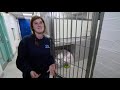 The pooches on the dogwalk for a good cause - BBC London