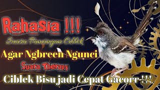 SUARA CISEM VS CIKRIS 100% AMPUH UNTUK MELATIH MENTAL CIBLEK  DAN MELATIH CIBLEK AGAR NGBREN NGUNCI