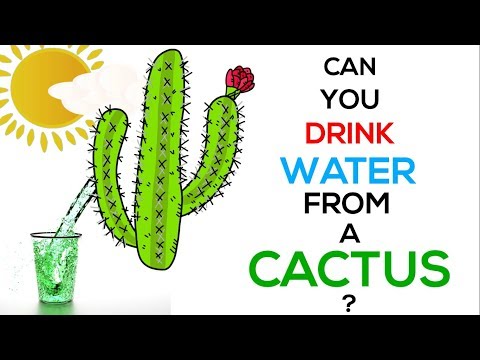 Can You Drink Water From A Cactus ?! 🌵😰☀