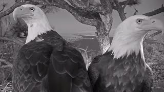 FOBBV🦅Gift of Jackie & Shadow's Presence💕Dusk Rendezvous - Nest & Roost Tree🌙🌲2024-04-27 by Cali Condor 9,137 views 10 days ago 6 minutes, 14 seconds