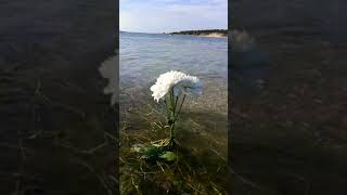 White Flower in The Sea