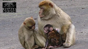 The Fascinating World of Barbary Macaques