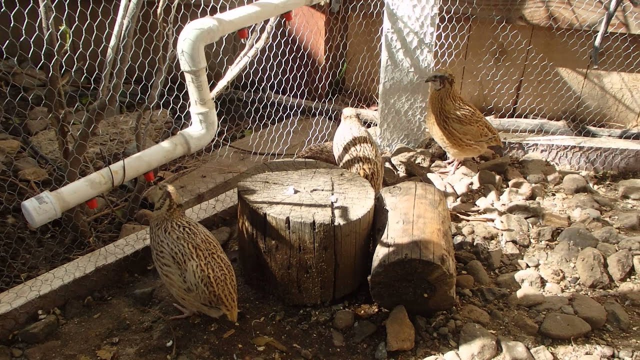 Coturnix Quail Outdoor Aviary Raising Organically YouTube