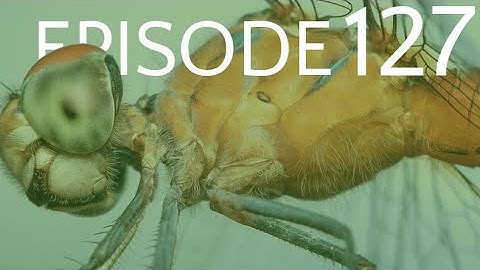 Episode 127 - Early Insect Evolution