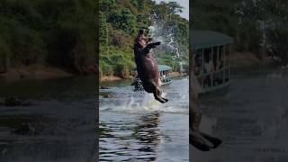 Huge Hippo Does a Backflip!