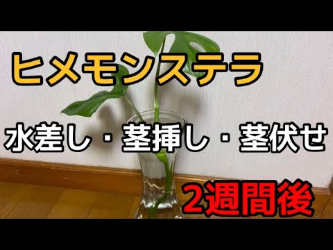 観葉植物初心者 モンステラの増やし方 茎挿し 茎伏せ 水差しの2週間後 Youtube