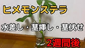 チャレンジ モンステラの茎挿しでの増やし方 Youtube