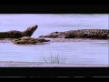 Gustave the giant nile crocodile vs the hippopotamus discussion