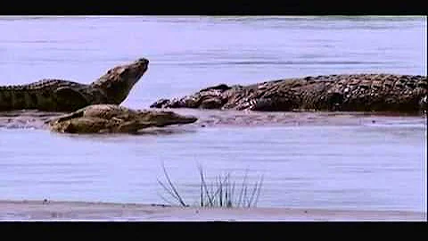 Gustave (The Giant Nile Crocodile) VS The Hippopotamus [Discussion Video]