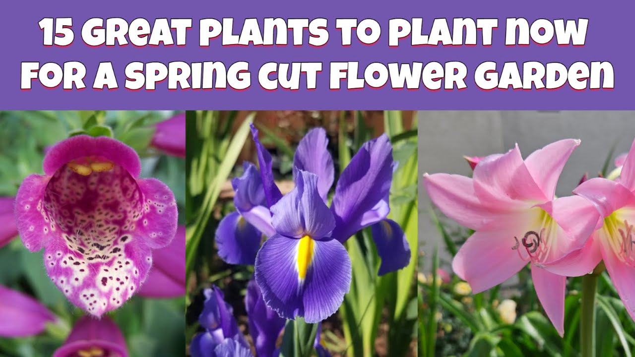 15 лучших цветов для посадки этой осенью для потрясающих букетов!