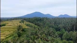 Denting Rindik Suara Desa Bali di Hari Pernikahan  Cocok Acara Resepsi |  Recorded with a Drone