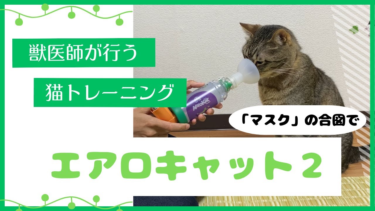 エアロキャット】遊び感覚で猫に吸入器を慣らす方法【猫トレーニング