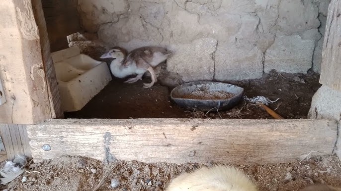 Порно актриса Карина Сенк