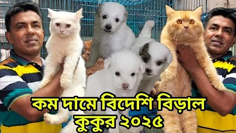 Video 9792401: persiancat persians, persian mixed breed cat, persian cat dog, persian cats animals, persiancat pets, pretty persian, cat german