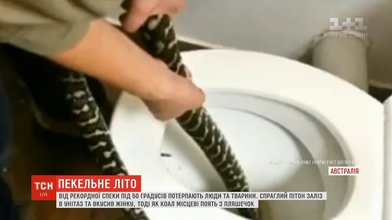 Как змеи ходят в туалет по большому