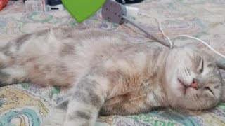 #ASMR AVISO A LA COMUNIDAD#GATITOS