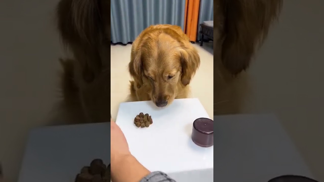 dog regrets decision