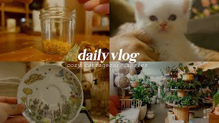 cosy vlog  kitten loves cuddles, totoro dinnerware unboxing, cozy indoor plants shoppin