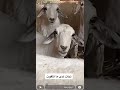 ندى القحطاني ذباتها على الخاروف ندى القحطاني ذباتها على الخاروف