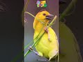 Burung ini sangat ahli membuat sarang
