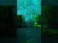 Nature Mob Of Fish In The See Shorts Nature Viral mp3
