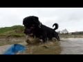 Bentley the muddy Rottweiler