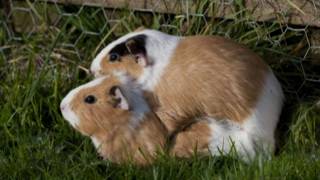 My Male Guinea Pig Tries Breeding Females