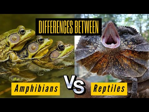 Video: Care este diferența dintre o reptilă și un amfibian?