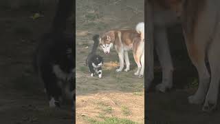 Husky Stays Alert While Walking Beside Cat - 1502739