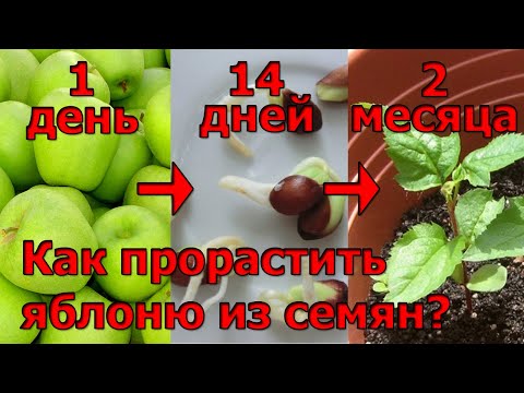 КАК ВЫРАСТИТЬ ИЗ СЕМЕЧЕК ЛЮБОГО ЯБЛОКА - ЯБЛОНИ. ОТ ЯБЛОКА ДО РОСТКА ЗА МЕСЯЦ.