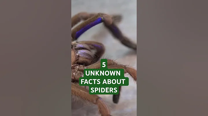 Super Hero Spiders! 5 Mind-Blowing Facts About Spiders You Didn’t Know #spider #animalfacts #facts