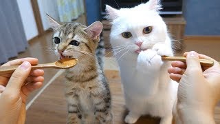 美味すぎるおやつの虜になってしまった猫たち！