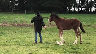Teaching A Young Horse To Lunge by Real Life Horsemanship 12,835 views 5 years ago 6 minutes, 56 seconds
