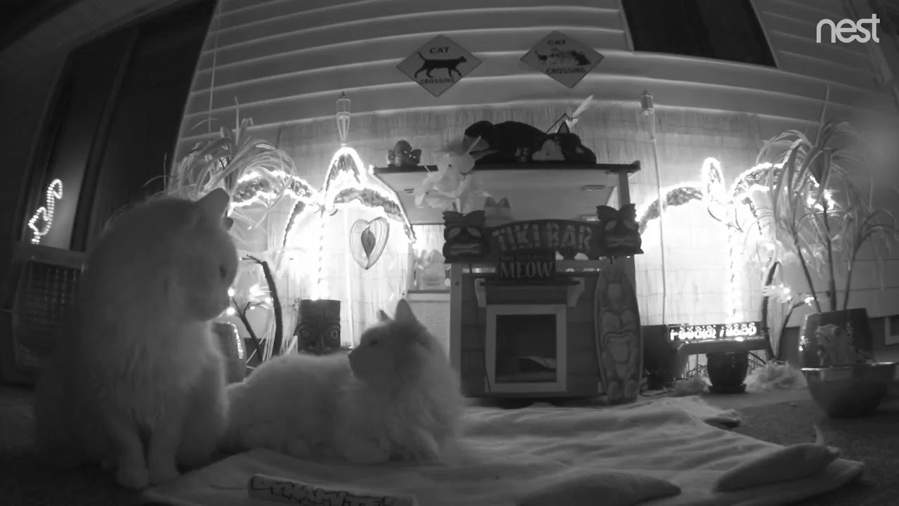 cat condo 2 mod apk M3FC 0085 Bad windstorm at the Tiki Bar