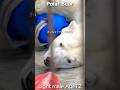 【閉園時間】ホッキョクグマ「ライト」の寝落ち #polarbear #shorts