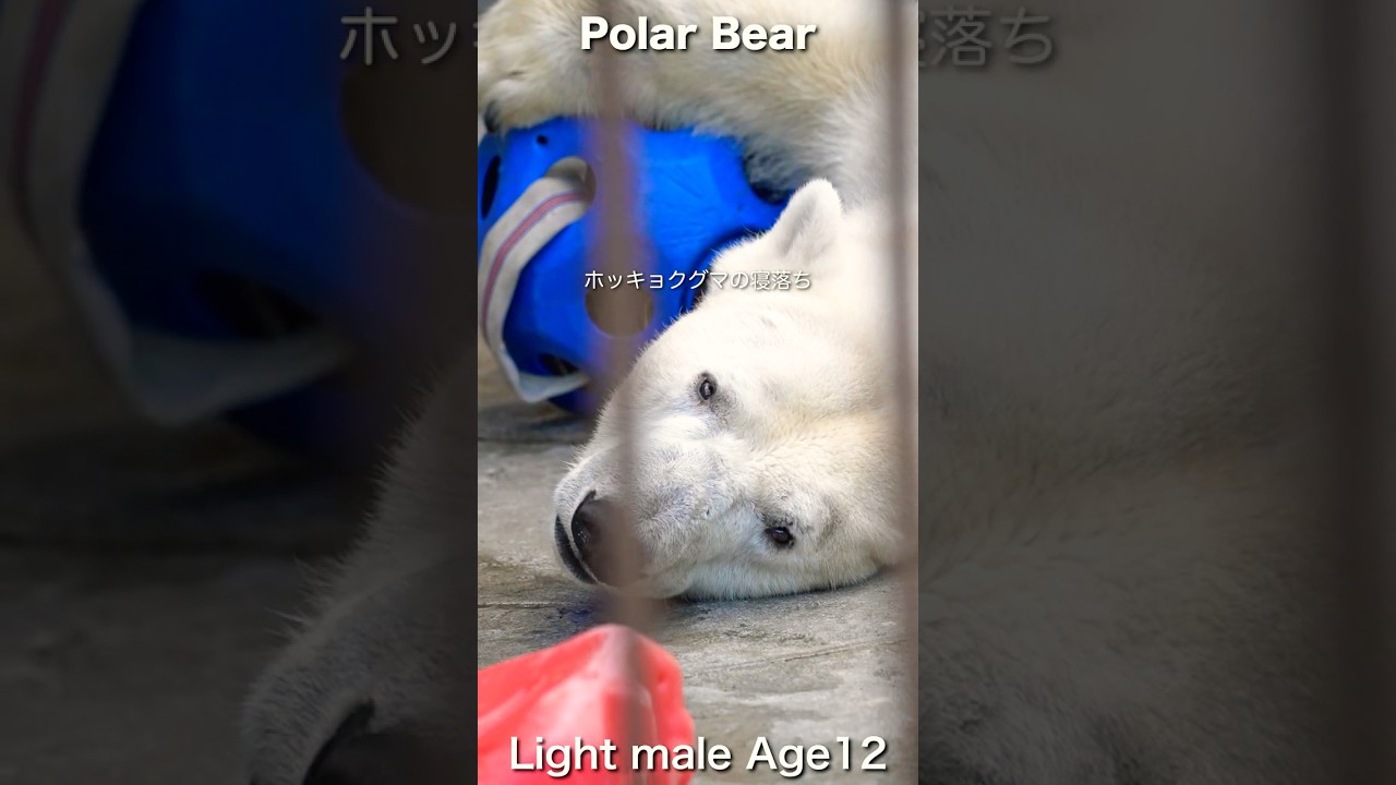 【閉園時間】ホッキョクグマ「ライト」の寝落ち #polarbear #shorts