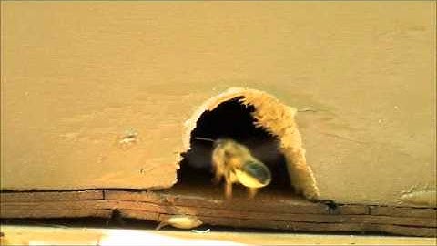 Honeybee scouts visit the swarm trap