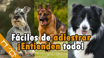 ¿Cuál es el perro más inteligente y fácil de adiestrar?