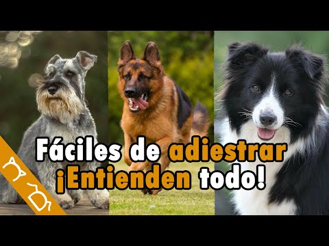 Video: 15 razas de perros que son fáciles de entrenar