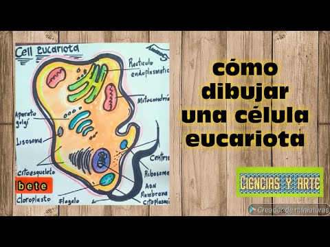 Cómo dibujar la célula eucariota, fácil y sencillo. - thptnganamst.edu.vn