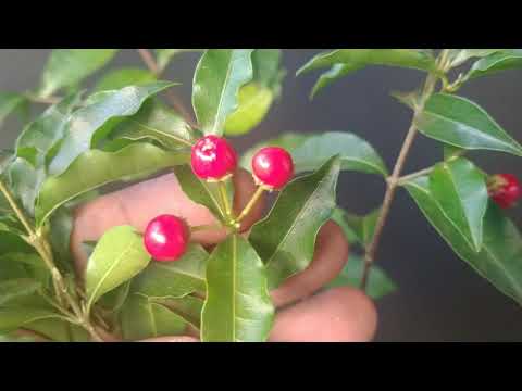 Vídeo: Frutas Comestíveis E Ordenanças De Ficus