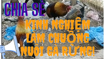Cách làm chuồng nuôi gà rừng sinh sản || Gà rừng Tây bắc