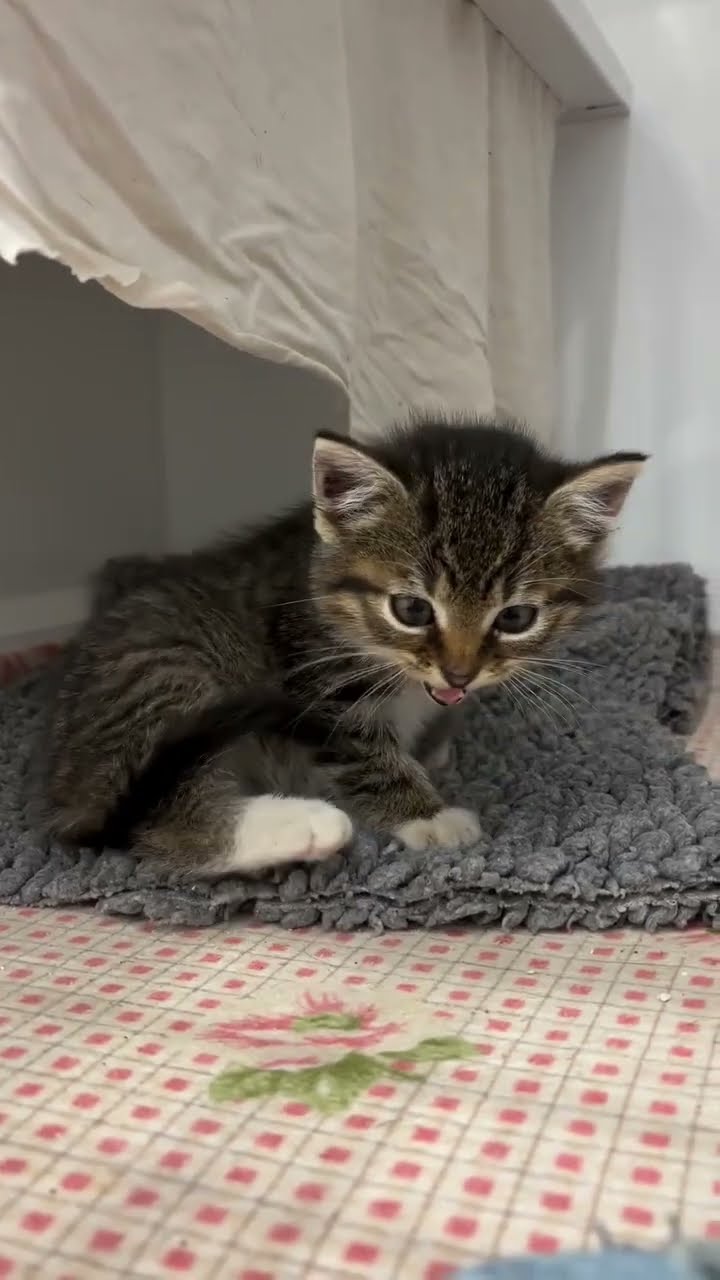 Je cherche nom pour bébé chaton