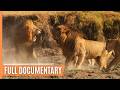 Hunting and being hunted in kenyas masai mara  full documentary