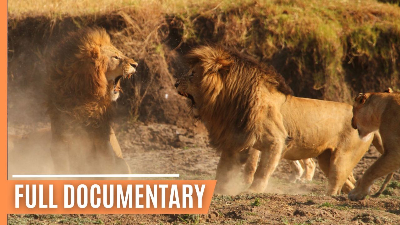 Hunting and being hunted in Kenyas Masai Mara  Full Documentary