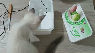 KEDİ SU PINARI (SEBİLİ) EVDE NASIL YAPILIR  DIY CAT WATER FOUNTAIN