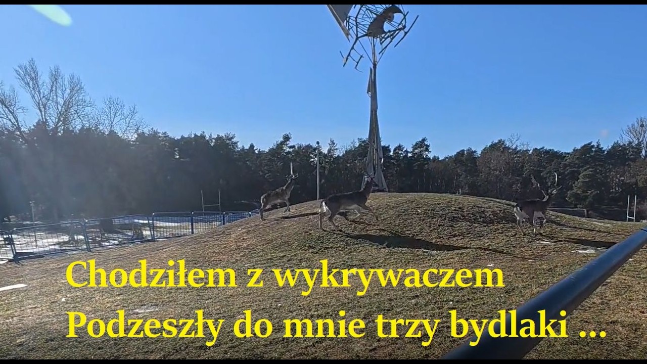 3 bydlaki napotkane w terenie.