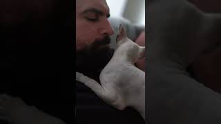 Sphynx Cat Meets Beard by Royal Animals 👑 542 views 1 year ago 2 minutes, 18 seconds
