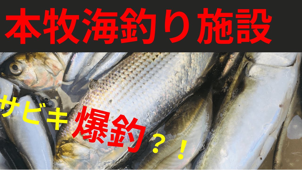 本牧海釣り施設 サビキ爆釣 人気の釣場を調査してきた 03 26 Youtube