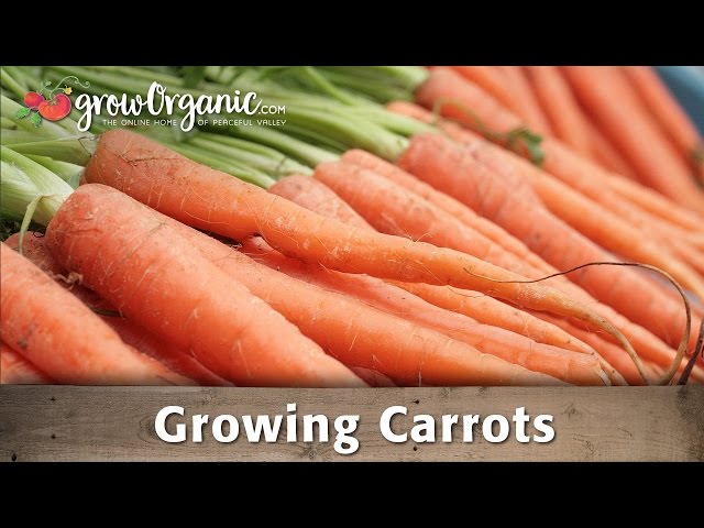 Growing Organic Carrots in Your Garden